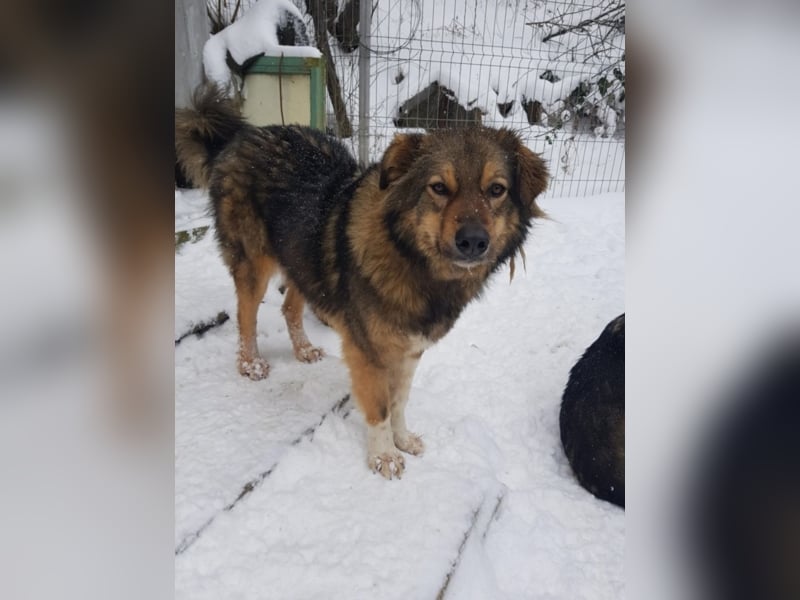 Pasha sucht ein Zuhause <3