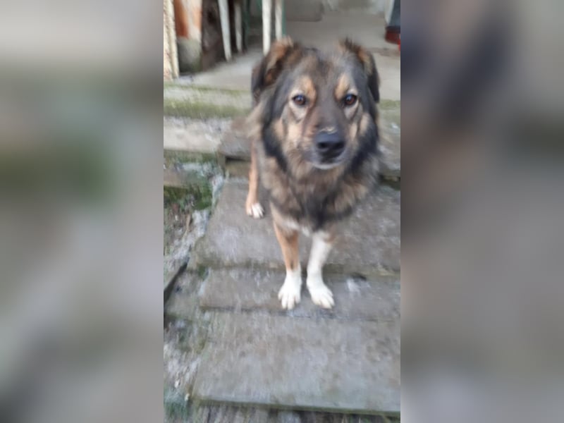 Pasha sucht ein Zuhause <3