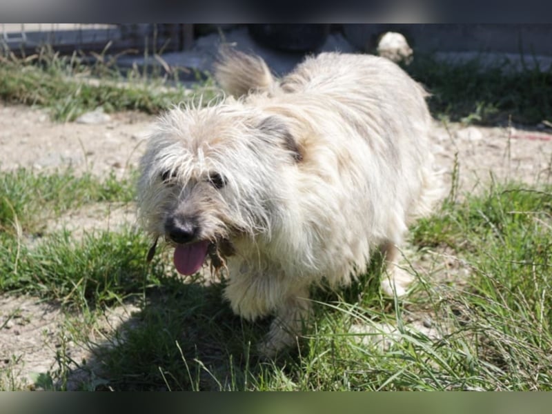 CHESTA sucht ein Zuhause