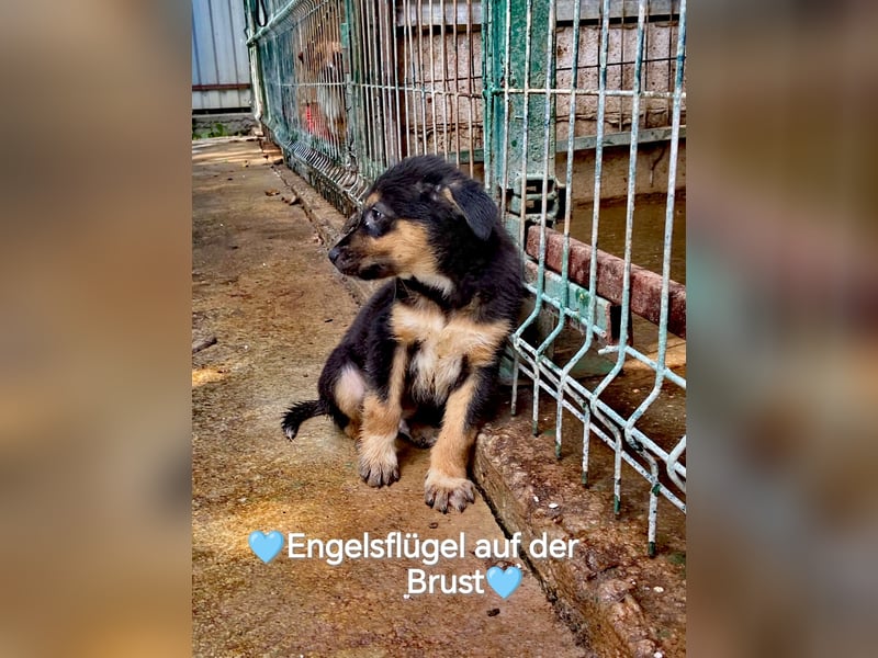 **LOGAN **- was ist ein kleines Hundeleben in Rumänien wert❓ im Zweifelsfall wie man sieht leider er