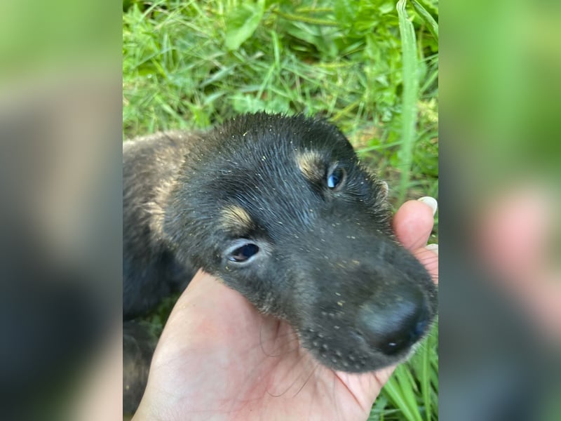 **LOGAN** wie viel ist ein kleines Welpenleben in Rumänien wertw2❓ Im Zweifelsfall garnichts ❗