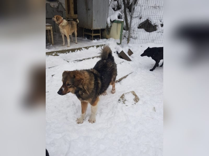 Pasha sucht ein Zuhause <3