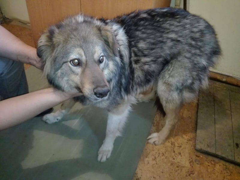 Pasha sucht ein Zuhause <3