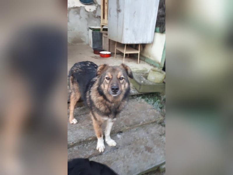 Pasha sucht ein Zuhause <3