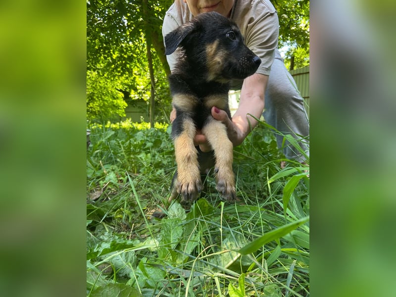 **LOGAN** wie viel ist ein kleines Welpenleben in Rumänien wertw2❓ Im Zweifelsfall garnichts ❗