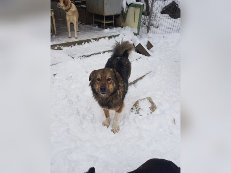 Pasha sucht ein Zuhause <3