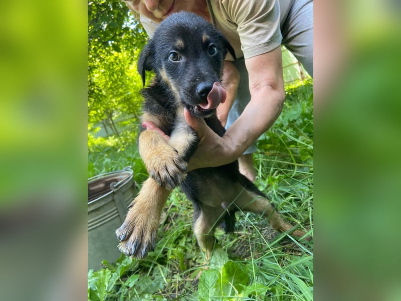 **LOGAN** wie viel ist ein kleines Welpenleben in Rumänien wertw2❓ Im Zweifelsfall garnichts ❗