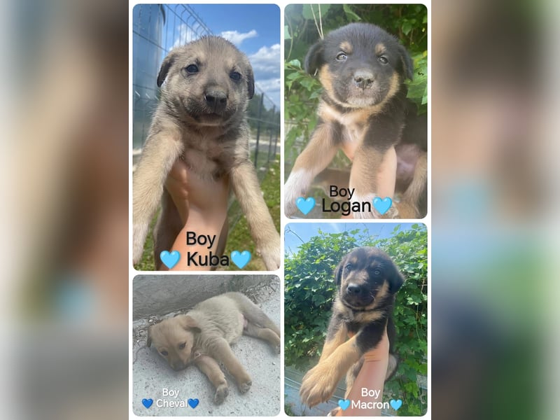 **LOGAN** wie viel ist ein kleines Welpenleben in Rumänien wertw2❓ Im Zweifelsfall garnichts ❗