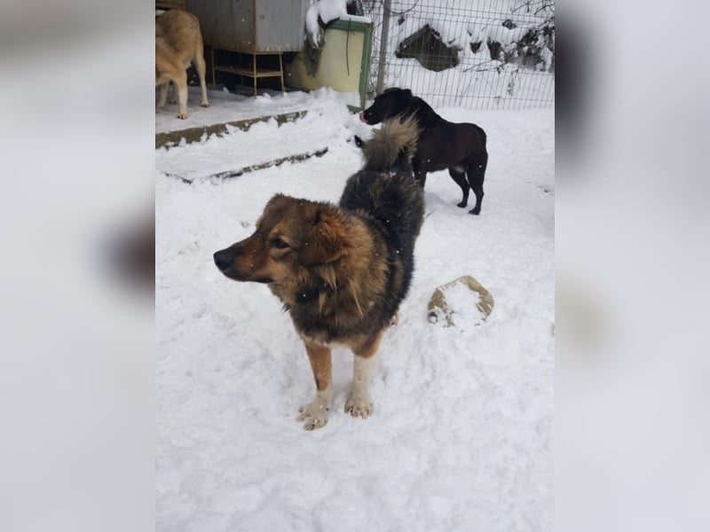 Pasha sucht ein Zuhause <3