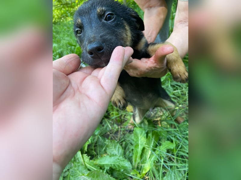**LOGAN** wie viel ist ein kleines Welpenleben in Rumänien wertw2❓ Im Zweifelsfall garnichts ❗
