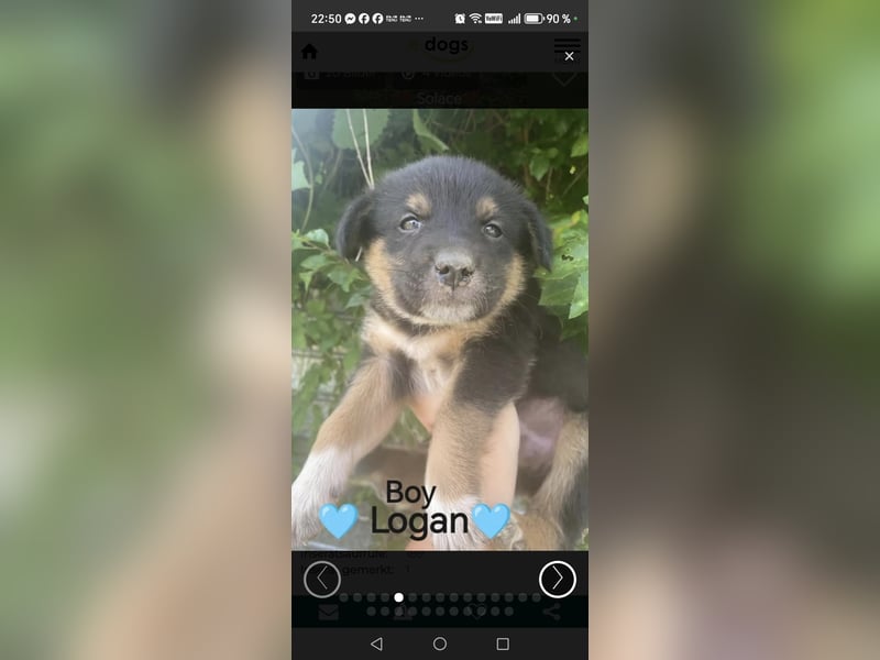 **LOGAN** wie viel ist ein kleines Welpenleben in Rumänien wertw2❓ Im Zweifelsfall garnichts ❗
