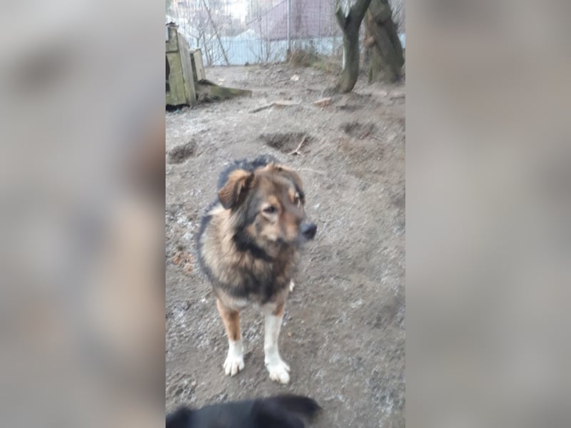 Pasha sucht ein Zuhause <3