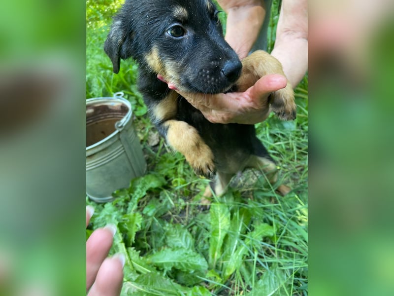 **LOGAN** wie viel ist ein kleines Welpenleben in Rumänien wertw2❓ Im Zweifelsfall garnichts ❗