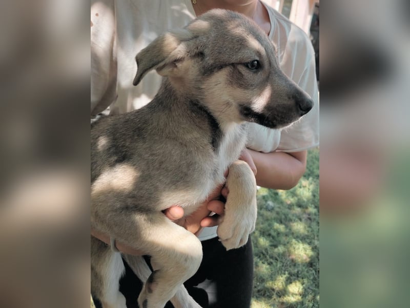 **LOGAN **- was ist ein kleines Hundeleben in Rumänien wert❓ im Zweifelsfall wie man sieht leider er