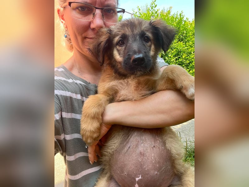 BEAR - sucht ihr Für-immer-Zuhause