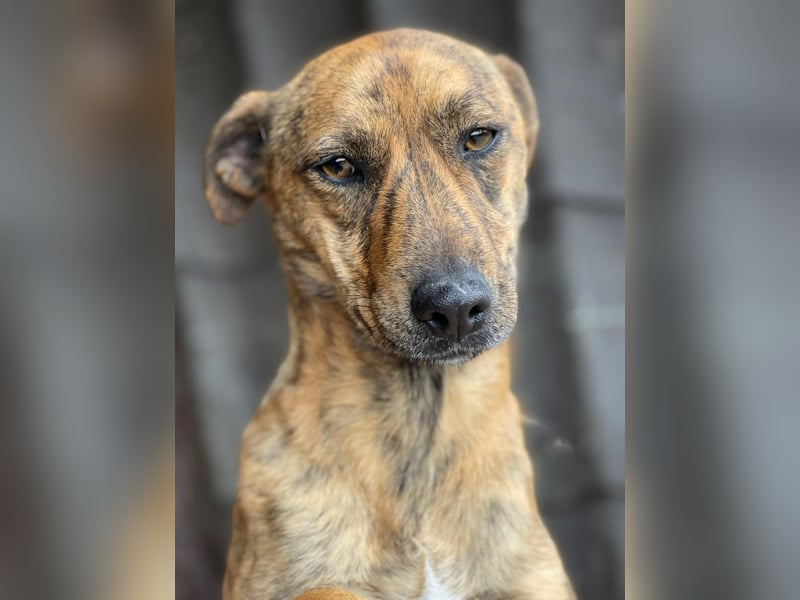 MOLLY - aufgewecktes Hundemädchen