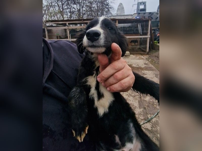 REX - sucht seinen sicheren Hafen