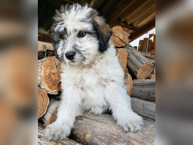 XENA - süßes Zottelmädchen