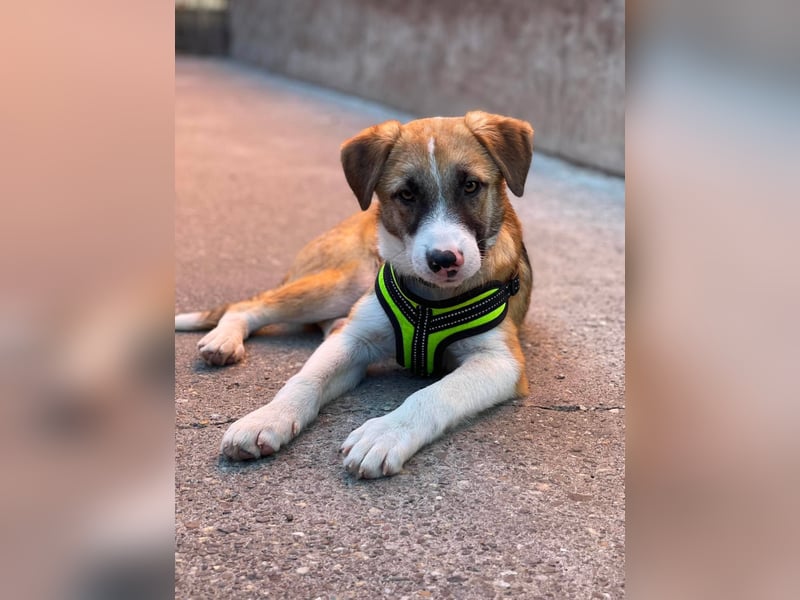 KOA - Traumzuhause gesucht