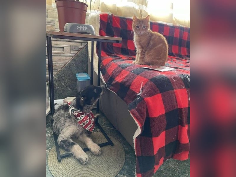 SADIE - Traumzuhause gesucht