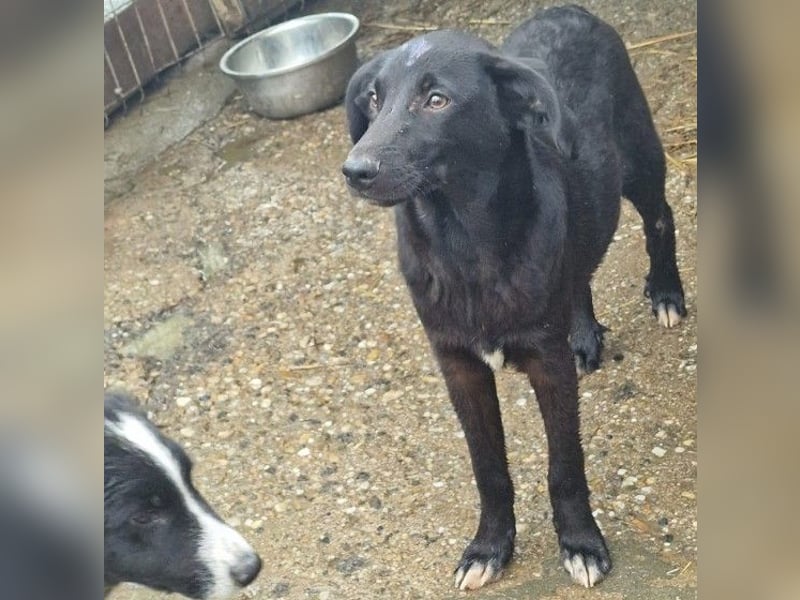 CHUCK - süßer Hundebub