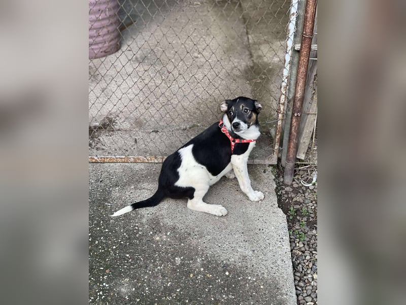 MELODY - Traumzuhause gesucht