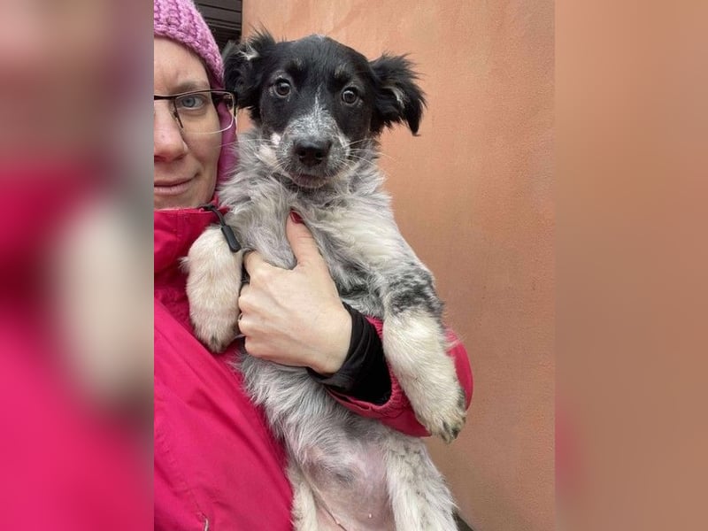 SADIE - Traumzuhause gesucht