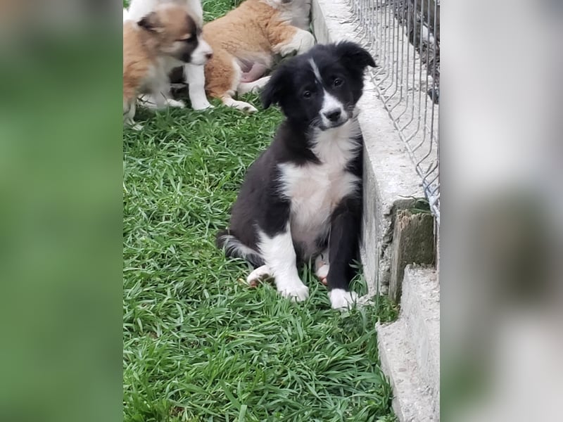 AGATHA - sucht ihr Für-immer-Zuhause