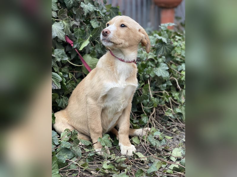 PAULA - liebevolles Hundemädchen *reserviert*