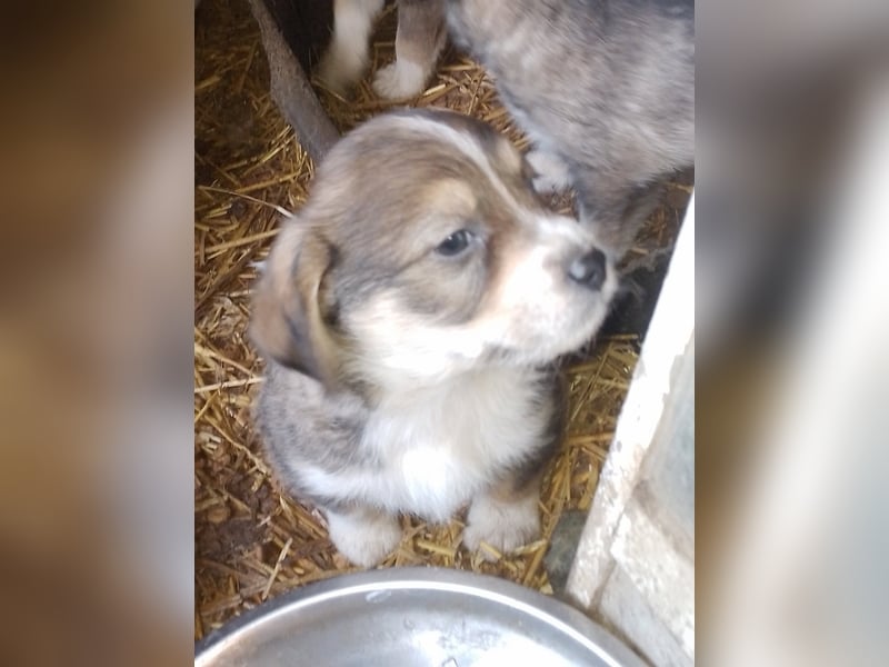 SIMBA - Traumzuhause gesucht