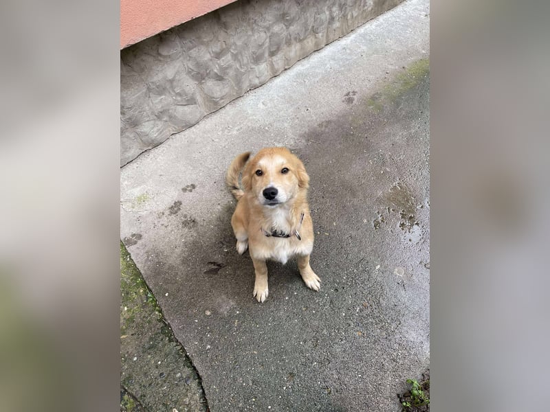 CRUMPET - verspielte Schönheit