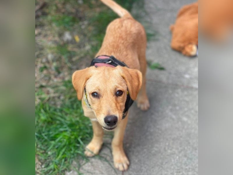 AMBER - tolles Hundemädchen