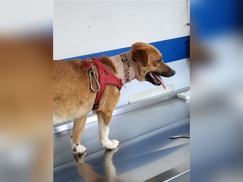 RICKY - sucht seinen sicheren Hafen