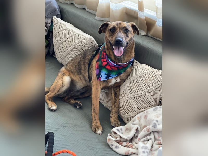 MOLLY - aufgewecktes Hundemädchen