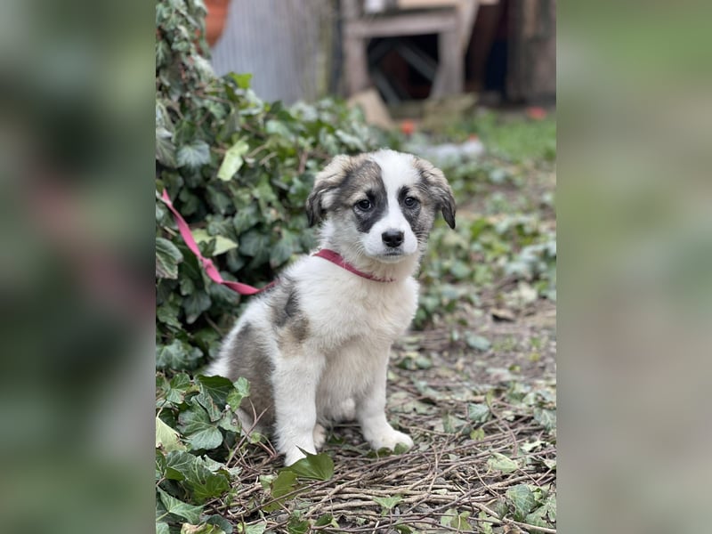 BELLA - sucht ihr Für-immer-Zuhause