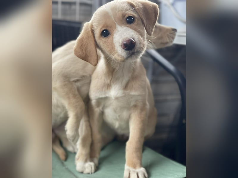 PAULA - liebevolles Hundemädchen *reserviert*