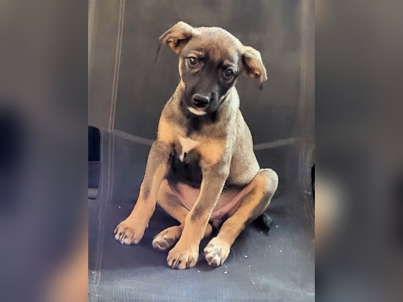 COOKIE - wo darf sie glücklich werden?