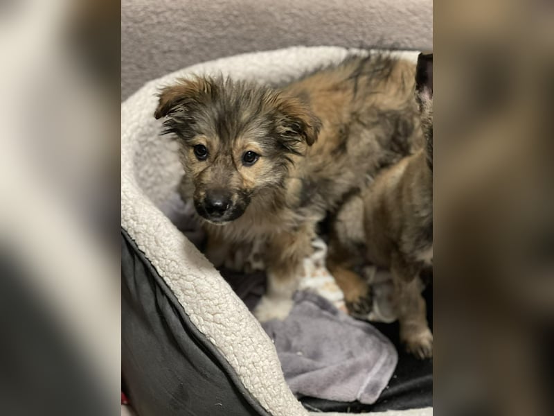 MARTHA - liebevolles Hundemädchen