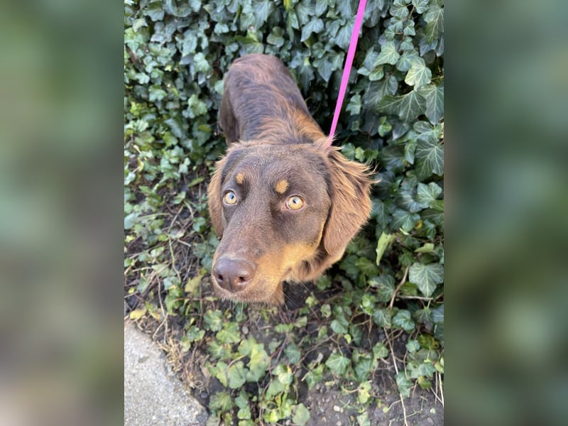 ROSIE - verspielte Schönheit *reserviert*