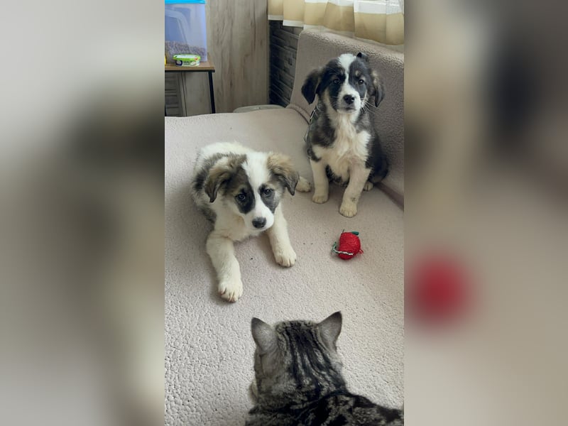 NALA - sanfte Seele sucht ihre Menschen *reserviert*