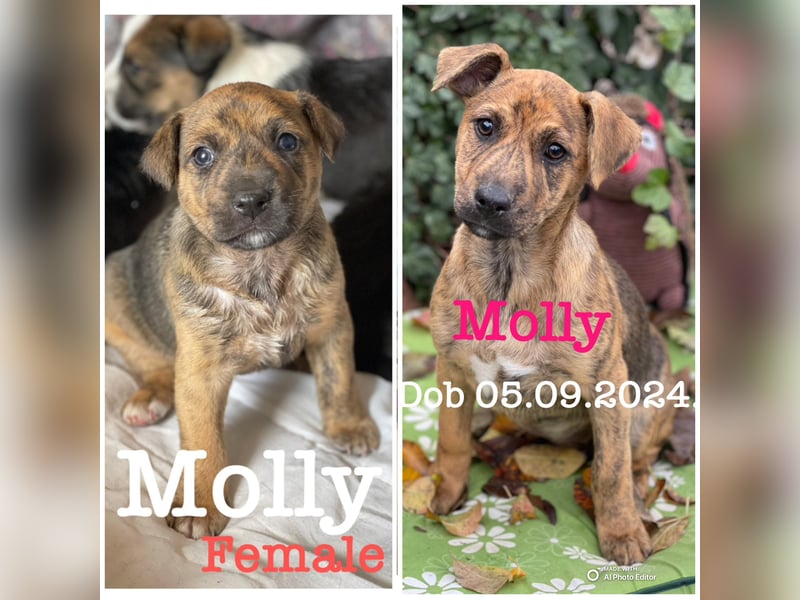 MOLLY - aufgewecktes Hundemädchen
