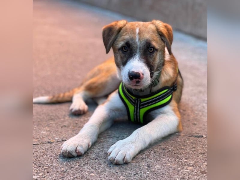 KOA - Traumzuhause gesucht