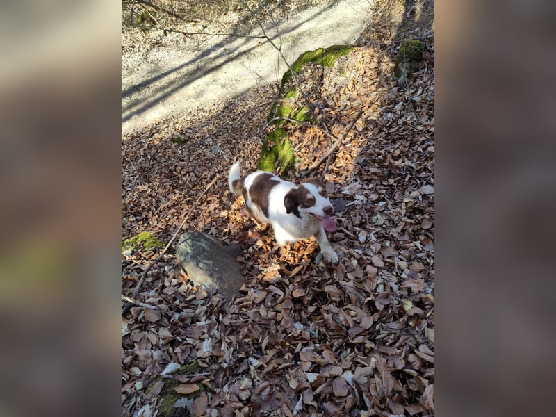 ELLA - eine tolle Freizeitpartnerin