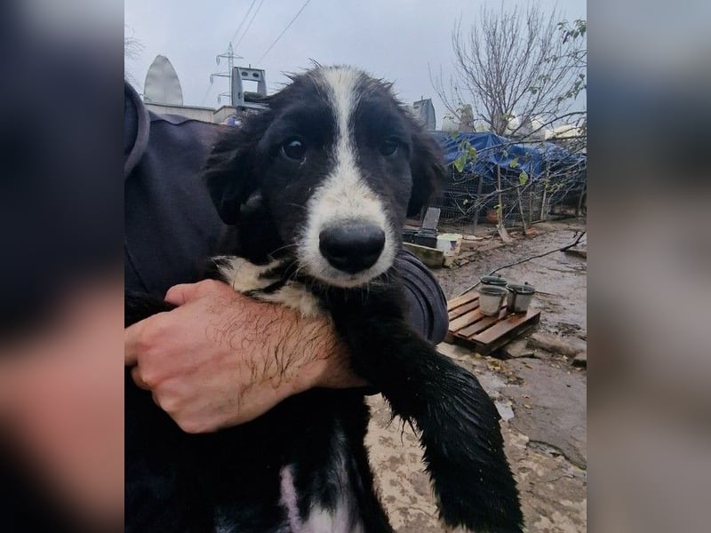 REX - sucht seinen sicheren Hafen