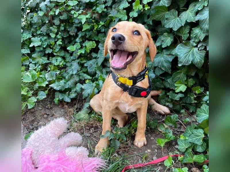 AMBER - tolles Hundemädchen