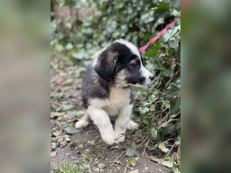 NALA - sanfte Seele sucht ihre Menschen *reserviert*