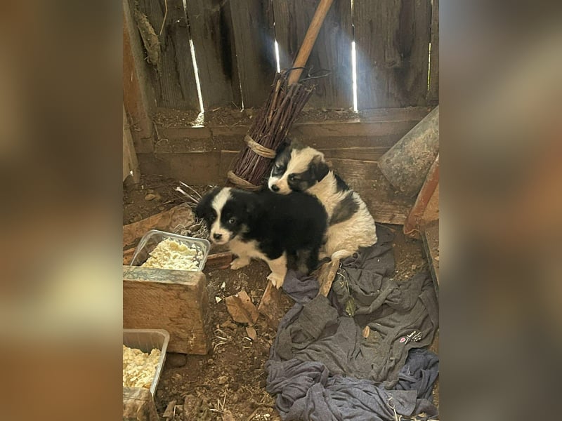 NALA - sanfte Seele sucht ihre Menschen *reserviert*