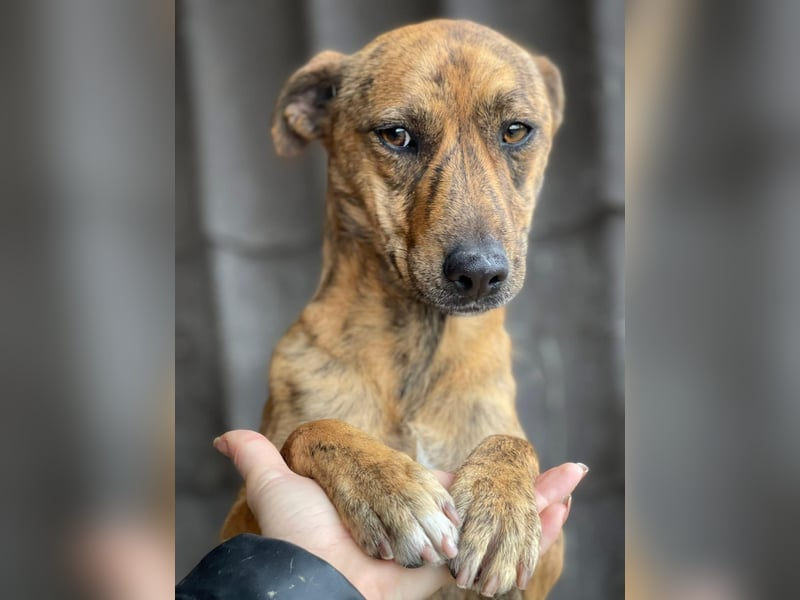 MOLLY - aufgewecktes Hundemädchen