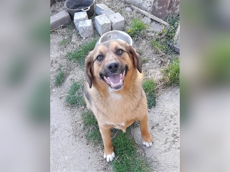 SHELDON - ein absoluter Traumhund