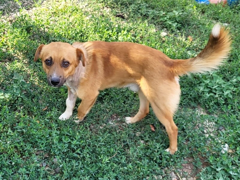 RICKY - sucht seinen sicheren Hafen